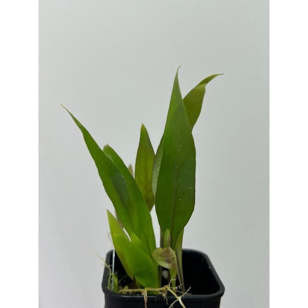 恩德雷斯狸藻Utricularia endresii-細節圖4