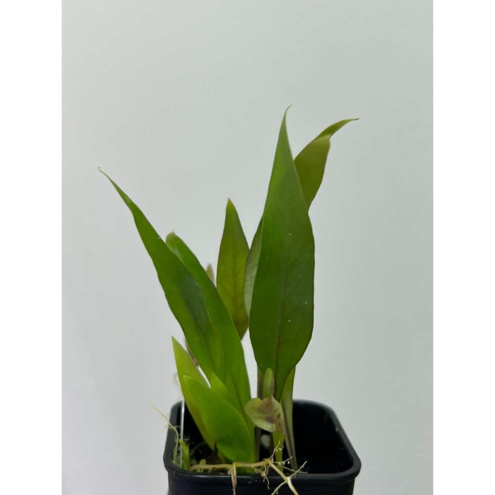 恩德雷斯狸藻Utricularia endresii-規格圖5