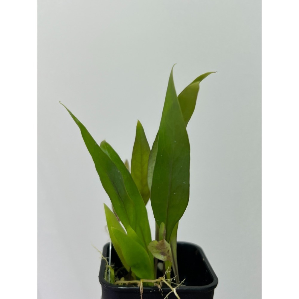 恩德雷斯狸藻Utricularia endresii-規格圖5