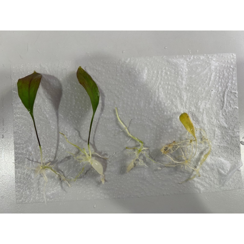 恩德雷斯狸藻Utricularia endresii-規格圖5