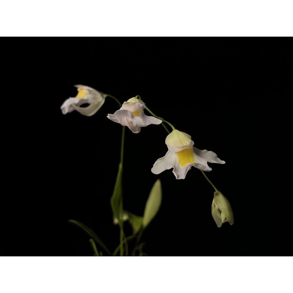 高山X恩德雷斯狸藻Utricularia alpina X endresii