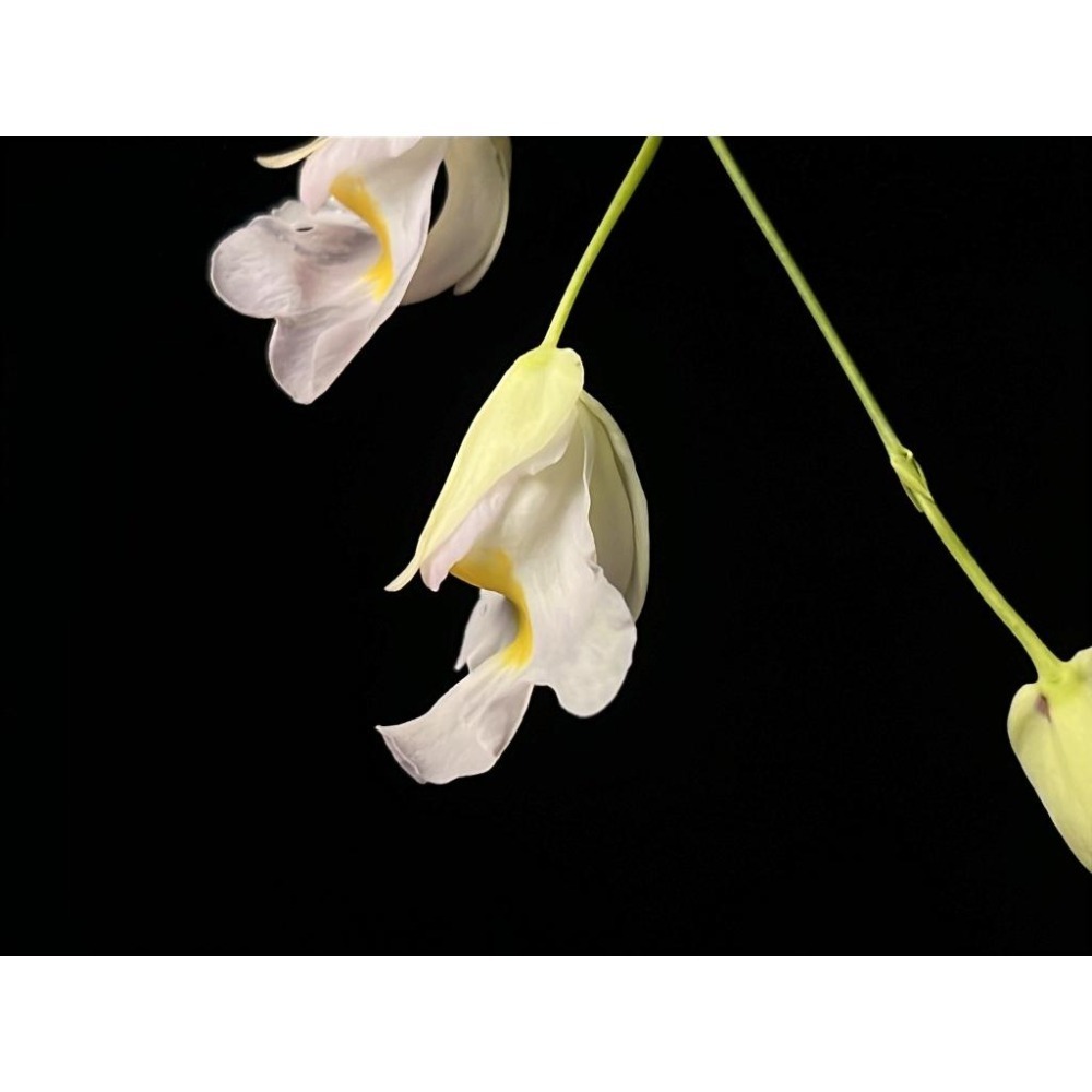 高山X恩德雷斯狸藻Utricularia alpina X endresii-細節圖2