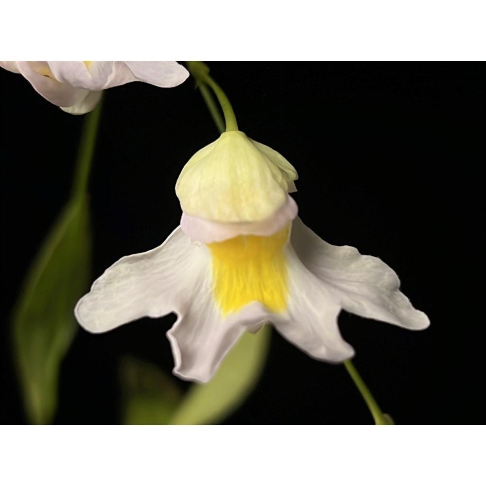 高山X恩德雷斯狸藻Utricularia alpina X endresii-細節圖3