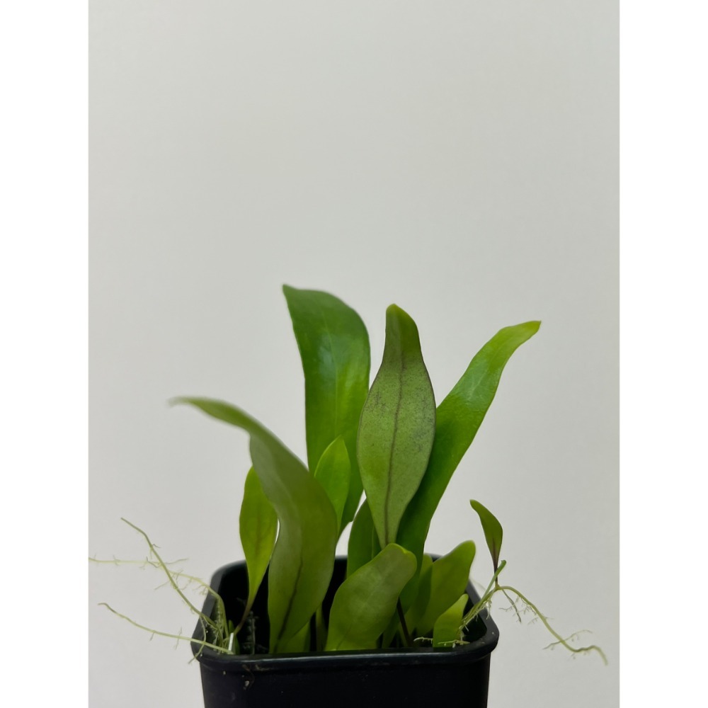 高山X恩德雷斯狸藻Utricularia alpina X endresii-規格圖5