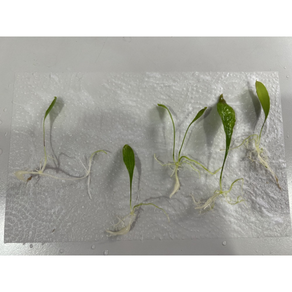 高山X恩德雷斯狸藻Utricularia alpina X endresii-規格圖5