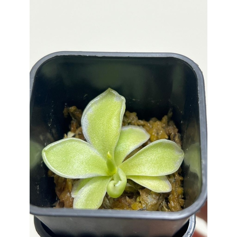 雪后捕蟲堇Pinguicula ＇Snow Queen＇-細節圖2