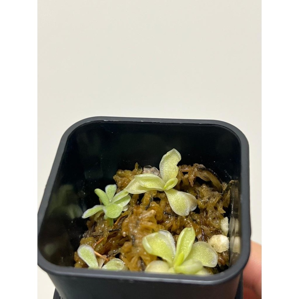 雪后捕蟲堇Pinguicula ＇Snow Queen＇-細節圖3