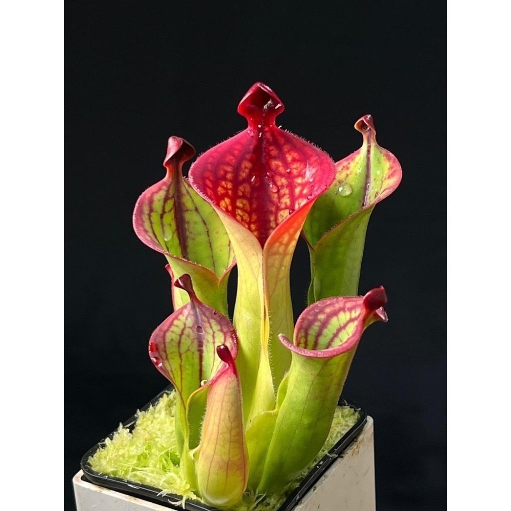 麥當勞太陽瓶子草H. macdonaldae (Cerro Duida) AW