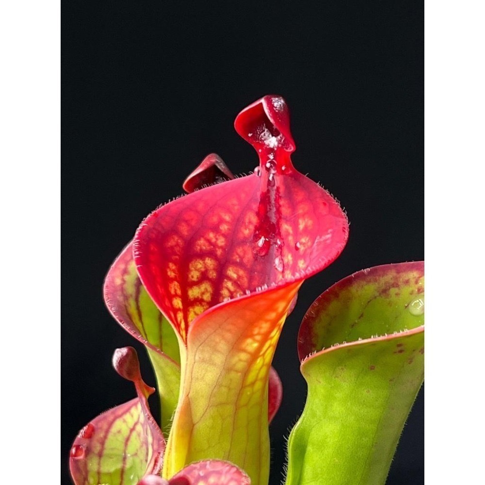 麥當勞太陽瓶子草H. macdonaldae (Cerro Duida) AW-細節圖2