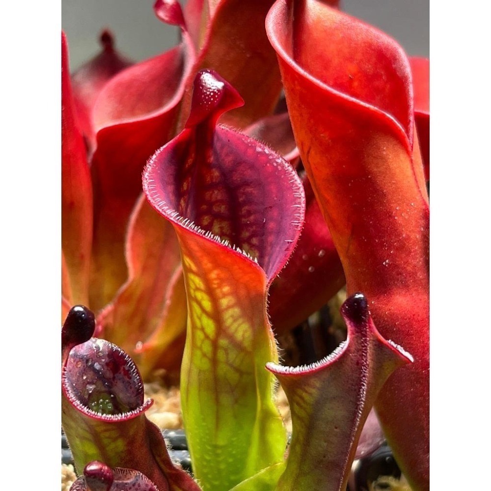 麥當勞太陽瓶子草H. macdonaldae (Cerro Duida) AW-細節圖3