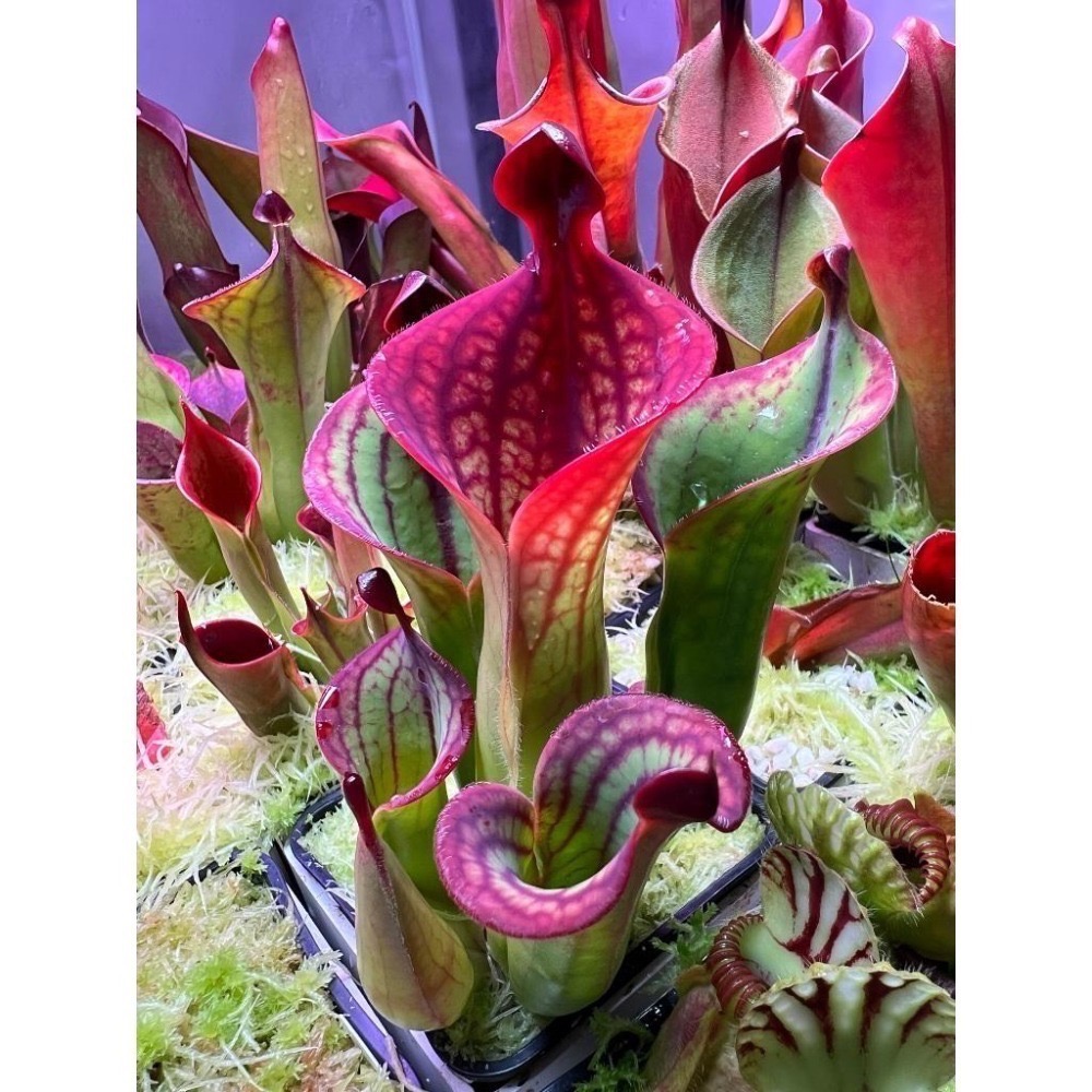 麥當勞太陽瓶子草H. macdonaldae (Cerro Duida) AW-細節圖4