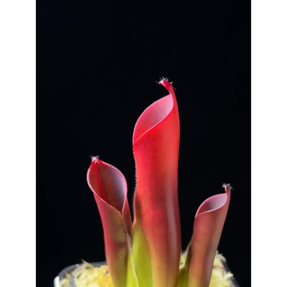 蠟葉太陽瓶子草H. ceracea-細節圖3