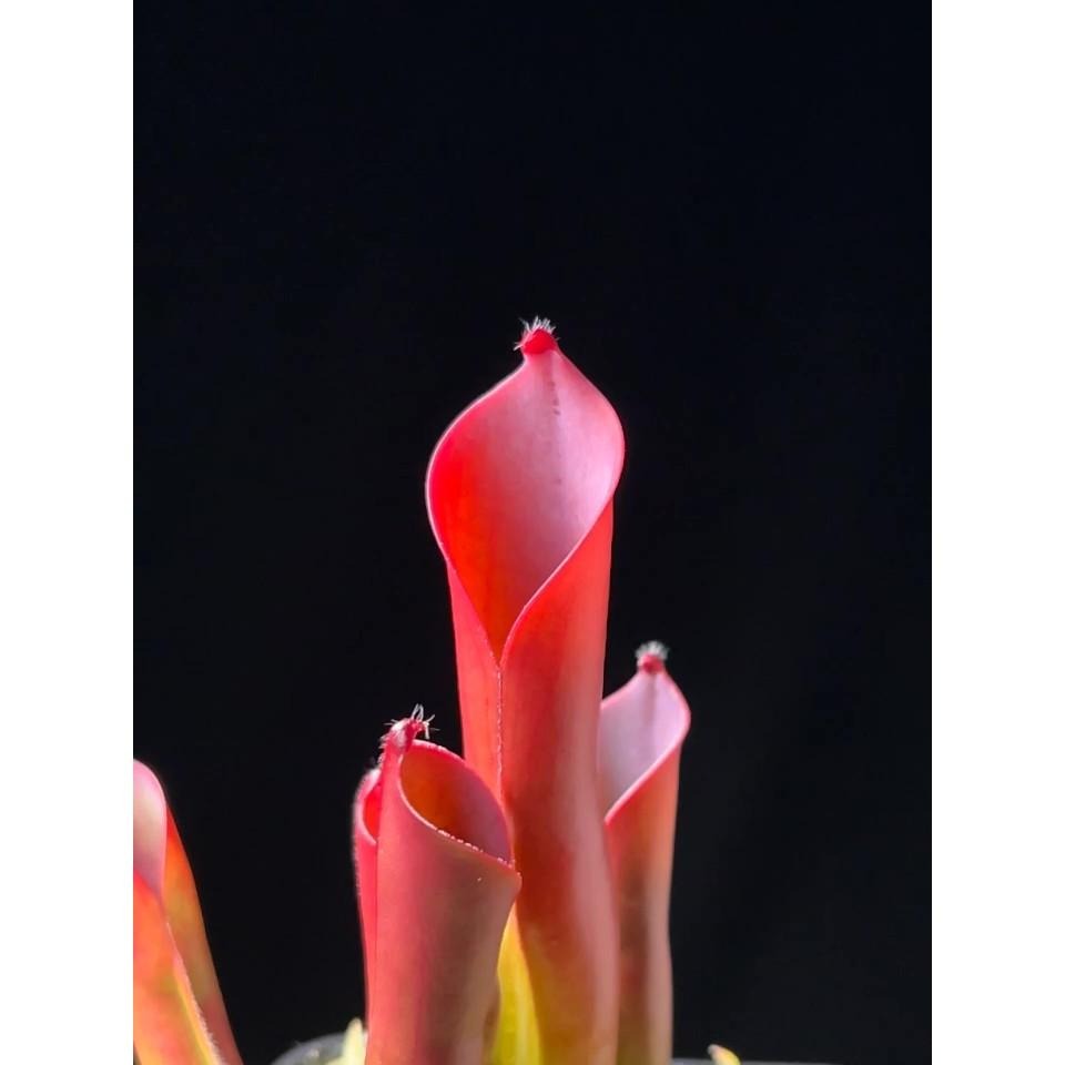 蠟葉太陽瓶子草H. ceracea-細節圖4
