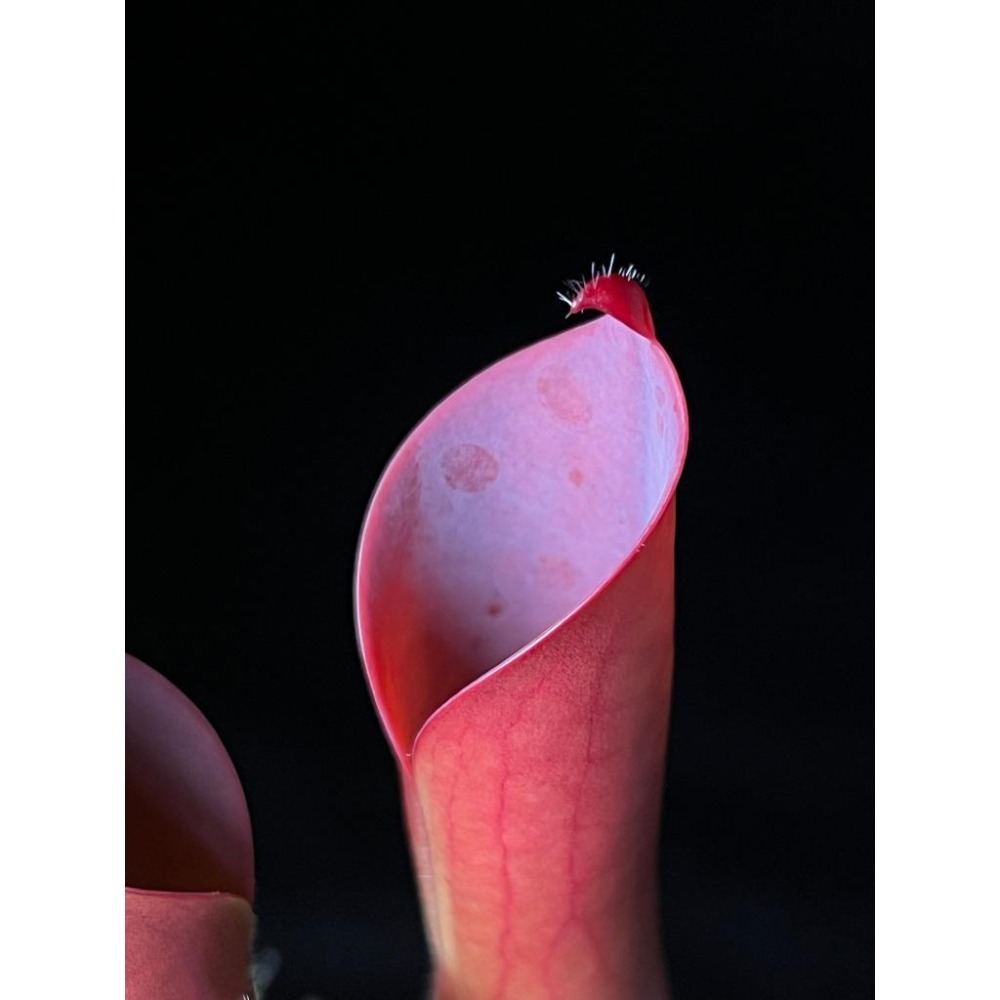 蠟葉太陽瓶子草H. ceracea-細節圖6