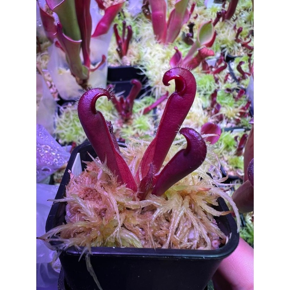 蠟葉太陽瓶子草H. ceracea-細節圖7
