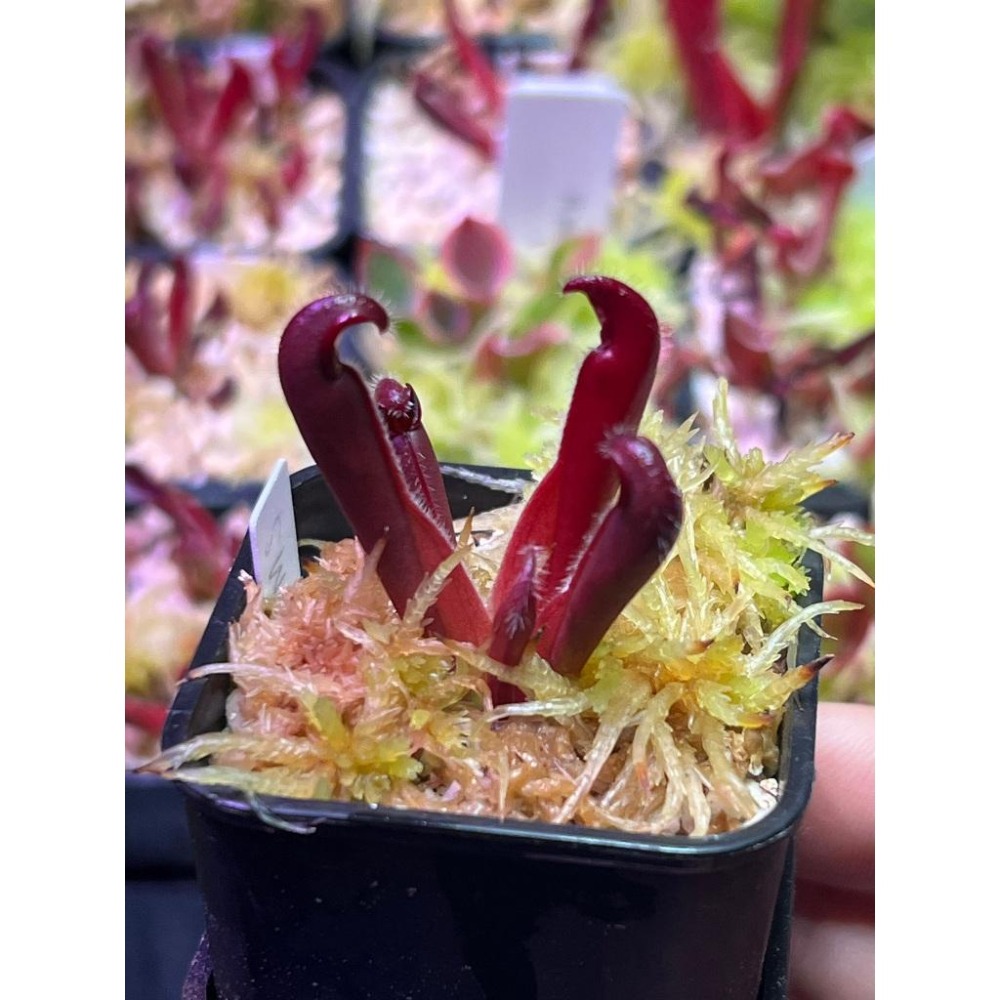 蠟葉太陽瓶子草H. ceracea-細節圖8