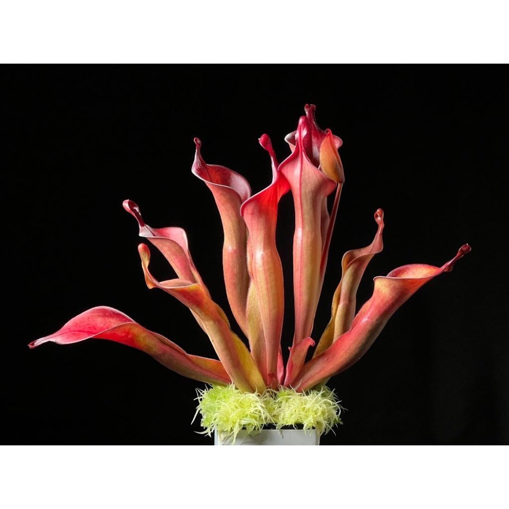 龍舌蘭太陽瓶子草Heliamphora ＇Tequila＇