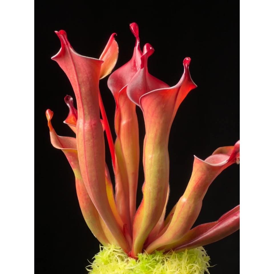 龍舌蘭太陽瓶子草Heliamphora ＇Tequila＇-細節圖2