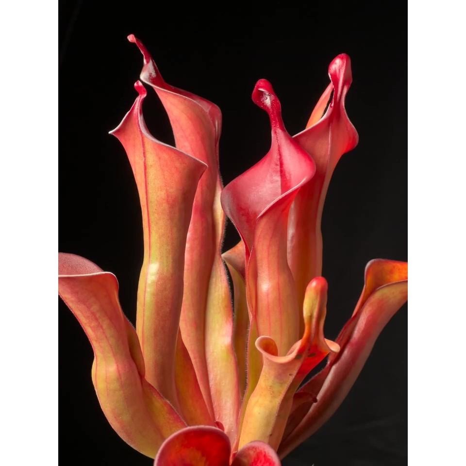 龍舌蘭太陽瓶子草Heliamphora ＇Tequila＇-細節圖3