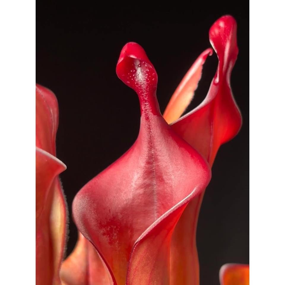 龍舌蘭太陽瓶子草Heliamphora ＇Tequila＇-細節圖4