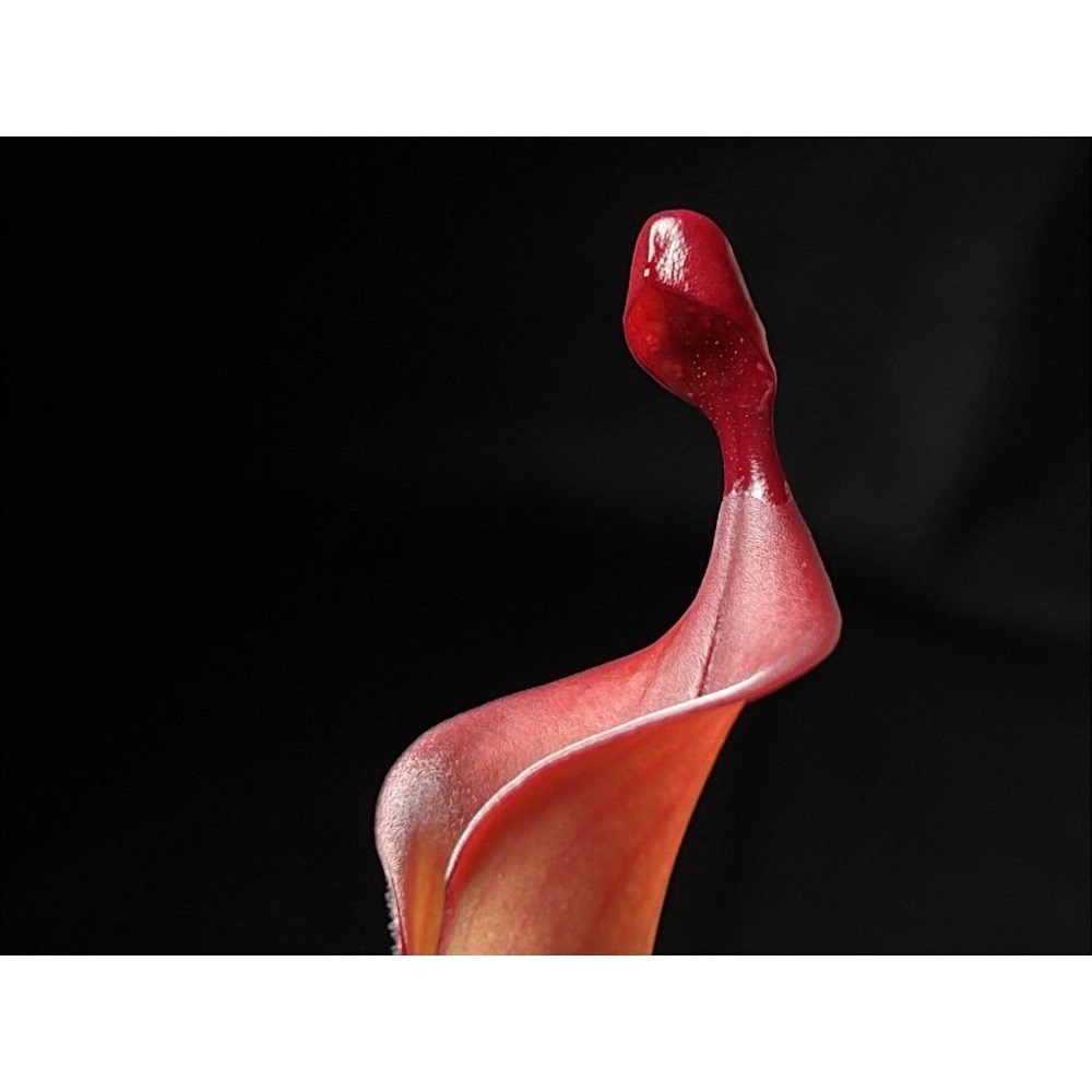 龍舌蘭太陽瓶子草Heliamphora ＇Tequila＇-細節圖5
