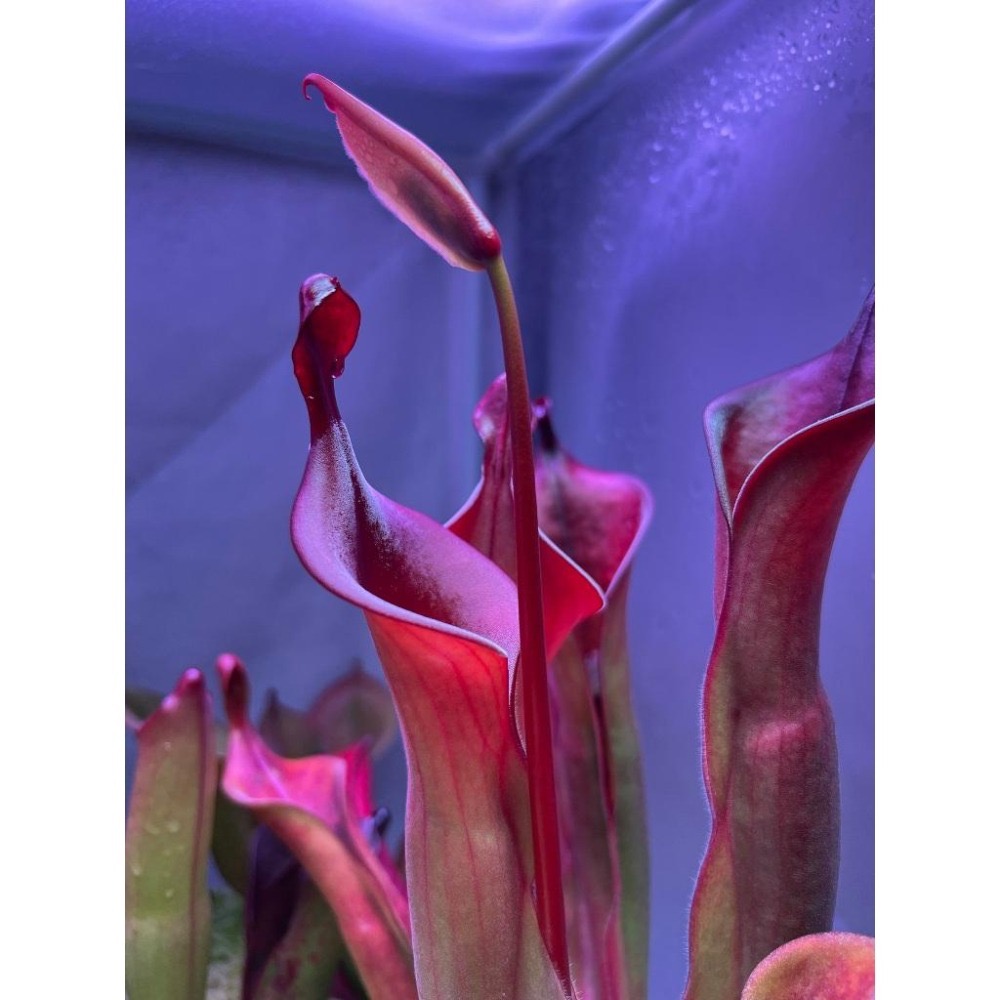 龍舌蘭太陽瓶子草Heliamphora ＇Tequila＇-細節圖6