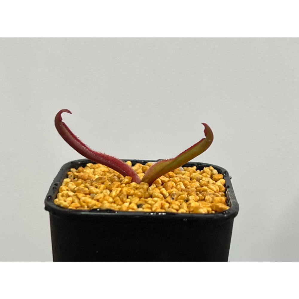 龍舌蘭太陽瓶子草Heliamphora ＇Tequila＇-幼年瓶