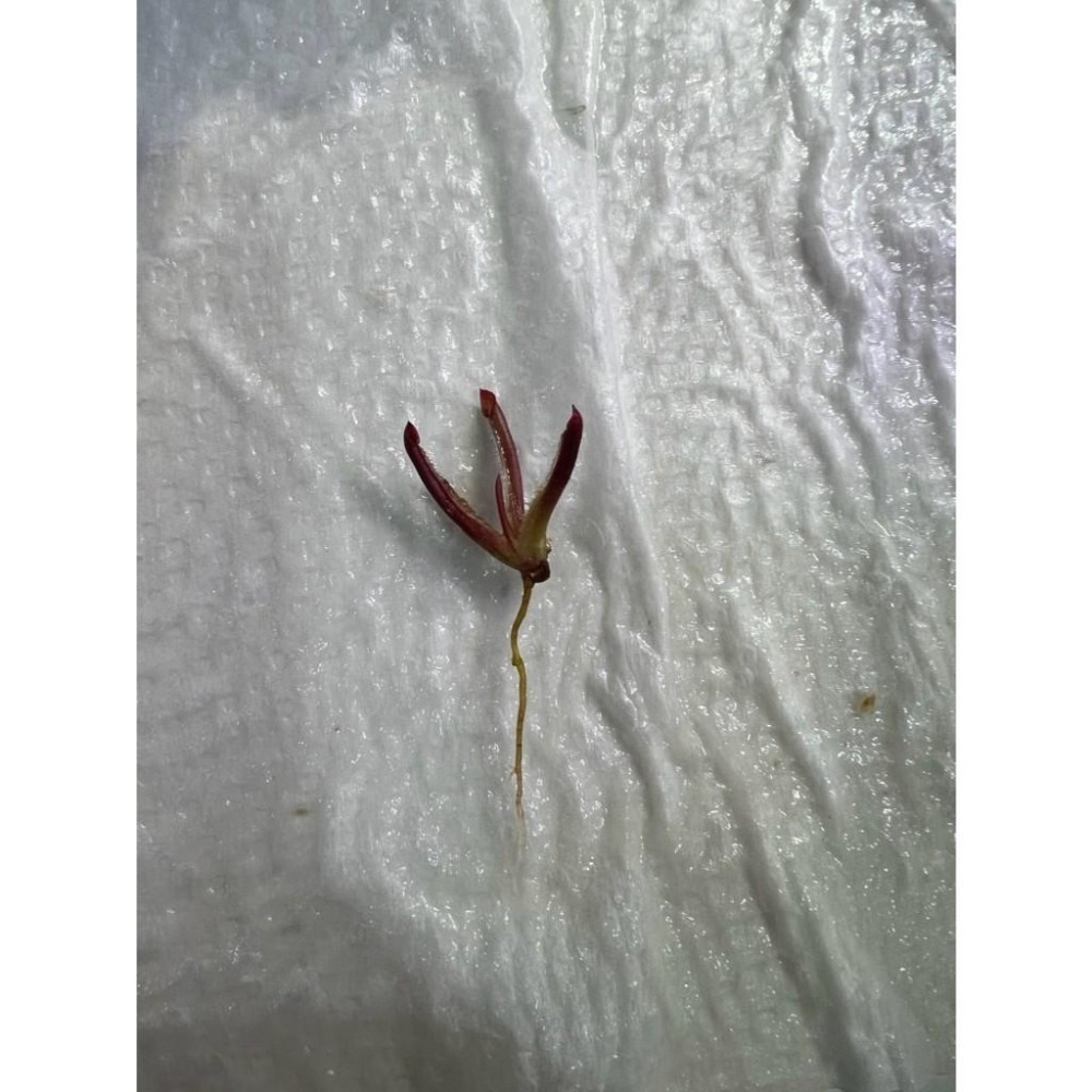 披毛太陽瓶子草-02 H. minor var. pilosa clone 02-細節圖2