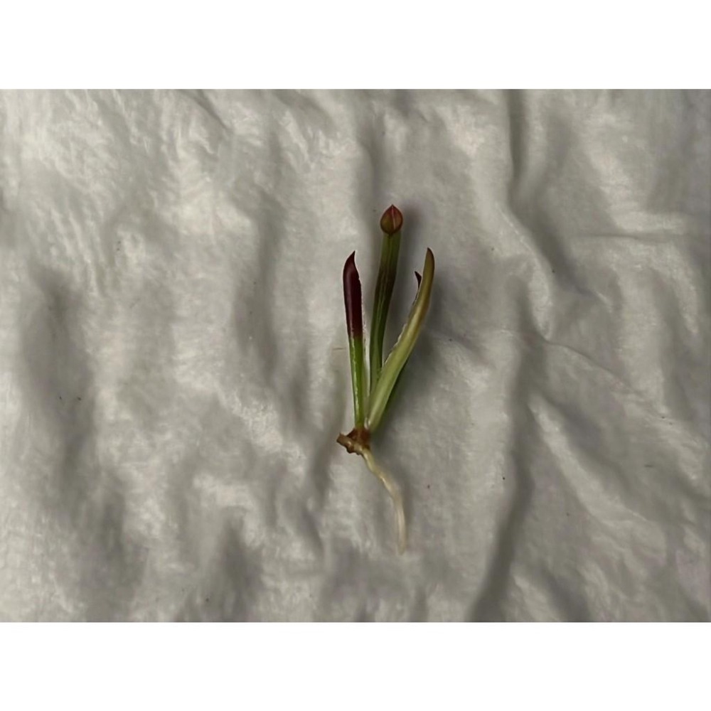 披毛太陽瓶子草-02 H. minor var. pilosa clone 02-細節圖3