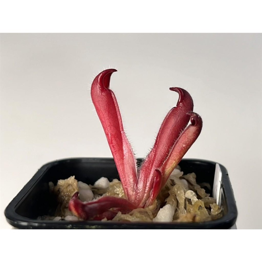 蜘蛛網太陽瓶子草Heliamphora ＇Spiderweb＇-細節圖2