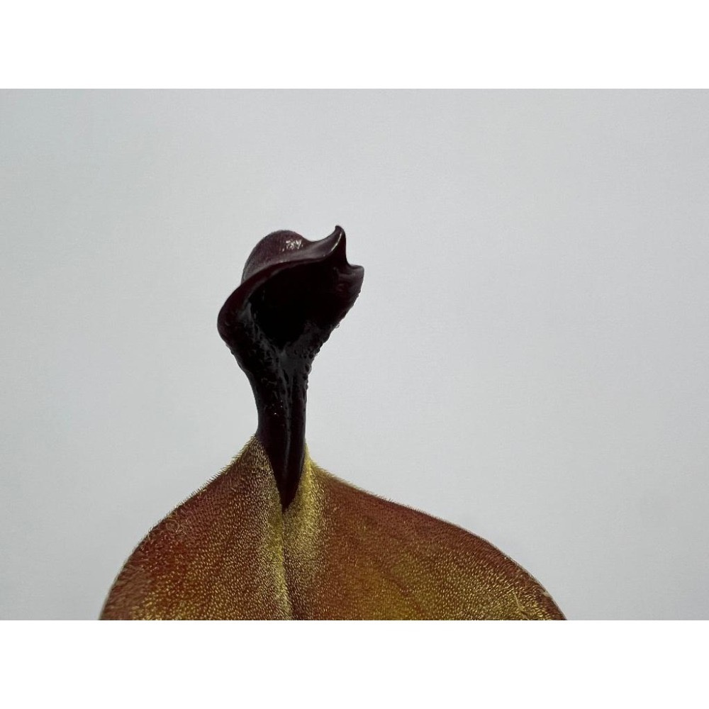 米奇太陽瓶子草Heliamphora ＇Mickey＇ AW
