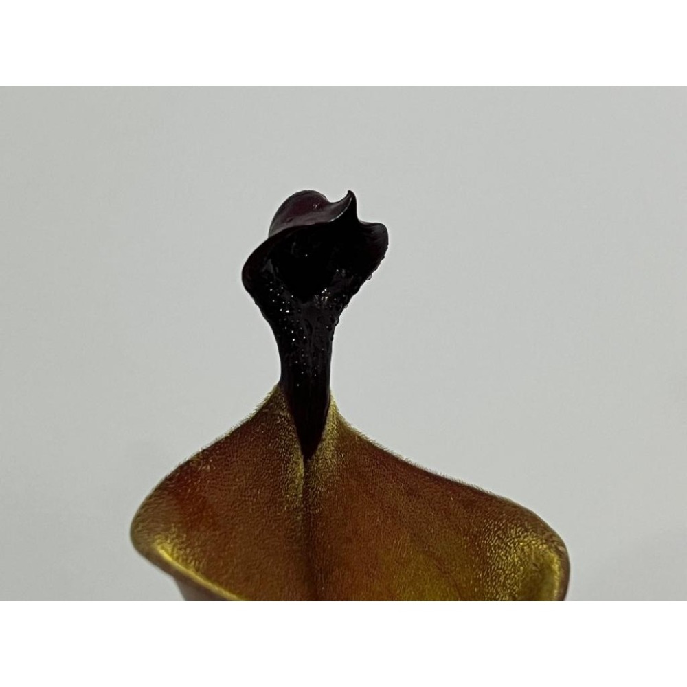 米奇太陽瓶子草Heliamphora ＇Mickey＇ AW-細節圖2
