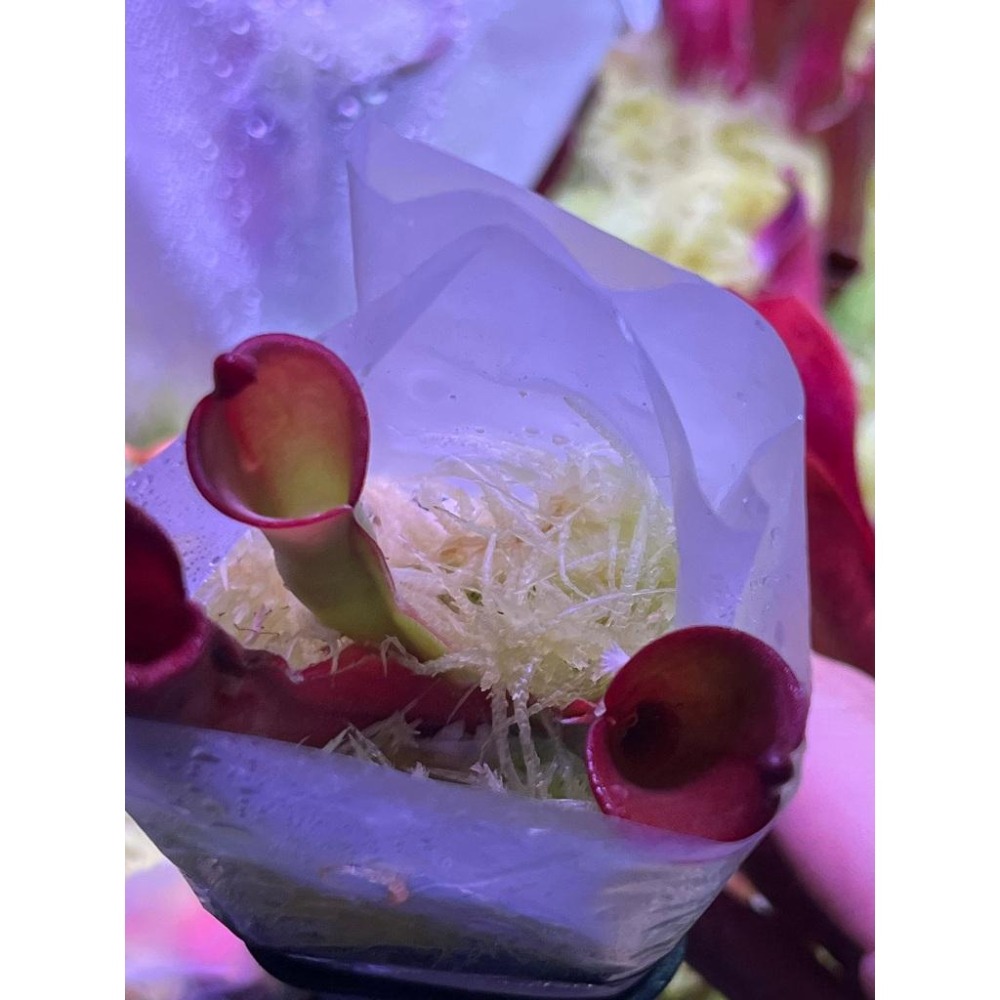 米奇太陽瓶子草Heliamphora ＇Mickey＇ AW-細節圖3