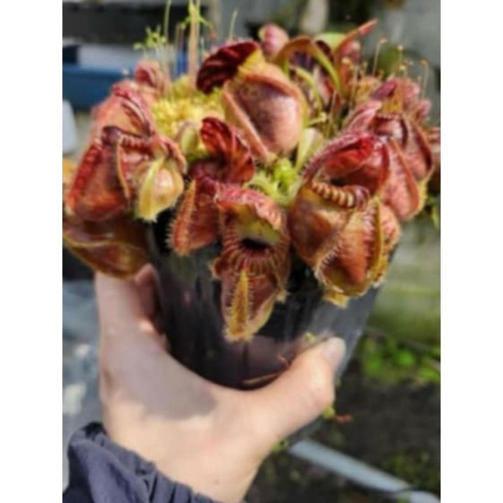 悍馬巨人土瓶草 C. follicularis ＇Hummer＇s Giant＇
