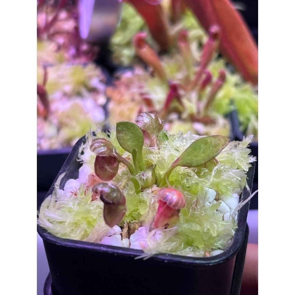 悍馬巨人土瓶草 C. follicularis ＇Hummer＇s Giant＇-細節圖2