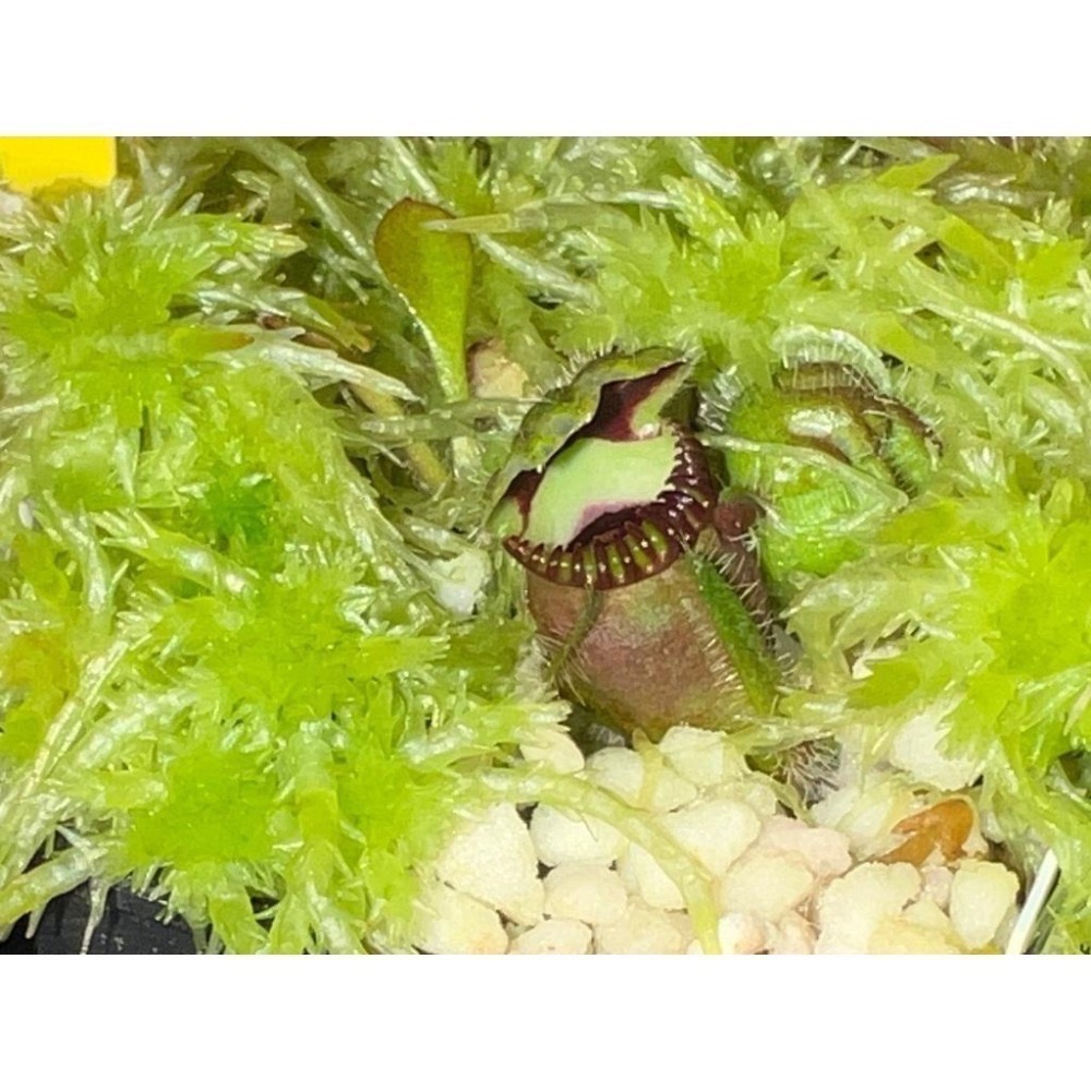 悍馬巨人土瓶草 C. follicularis ＇Hummer＇s Giant＇-細節圖3