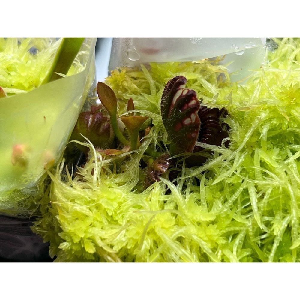 悍馬巨人土瓶草 C. follicularis ＇Hummer＇s Giant＇-規格圖3