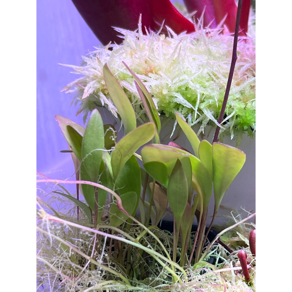 高山x洪堡狸藻U. alpina x humboldtii-規格圖4