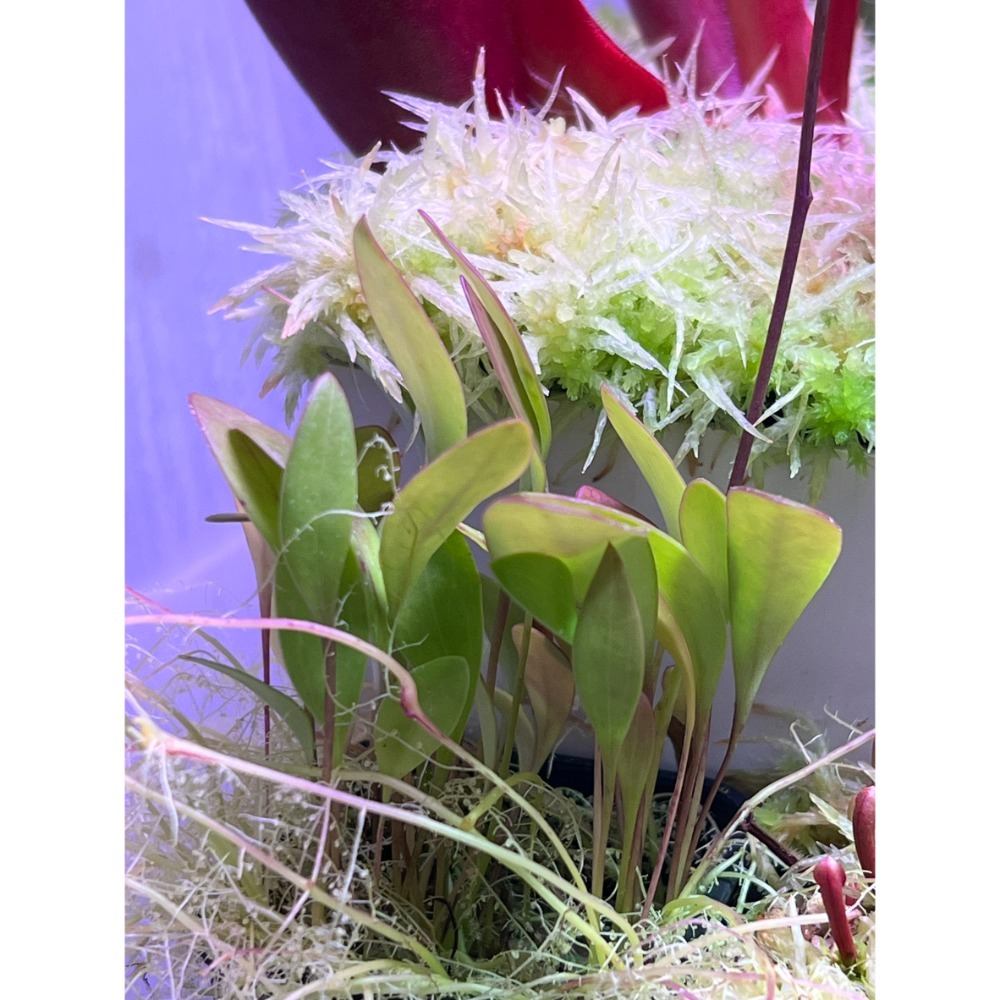 高山x洪堡狸藻U. alpina x humboldtii-規格圖4