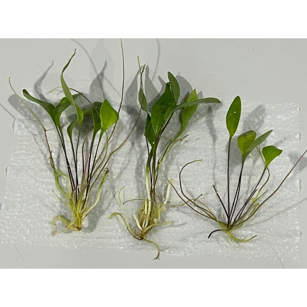 高山x洪堡狸藻U. alpina x humboldtii-規格圖4