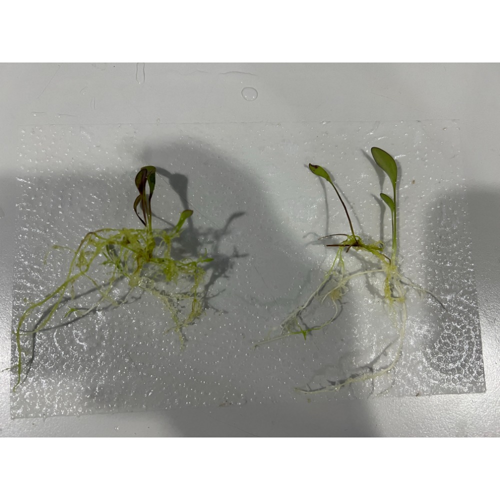 高山x洪堡狸藻U. alpina x humboldtii-規格圖4