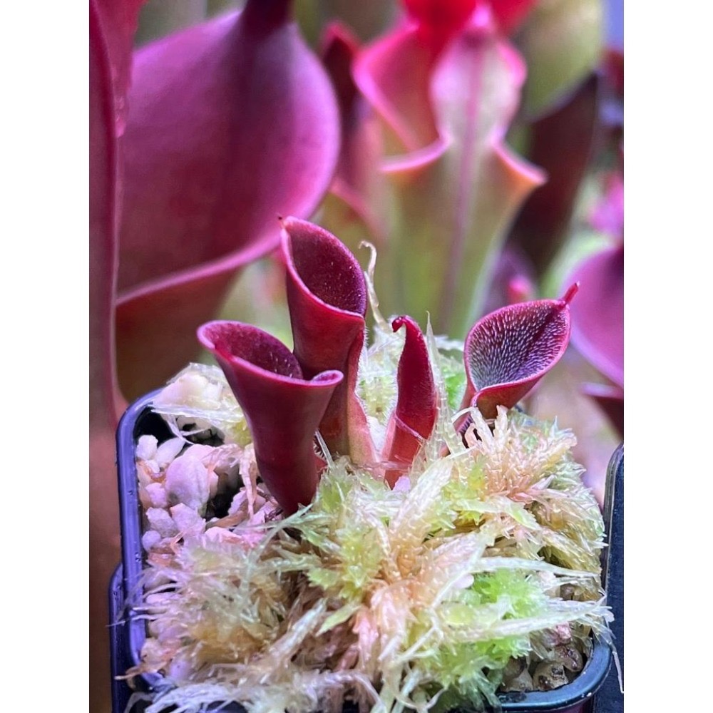 披毛太陽瓶子草H. minor var. pilosa clone 01