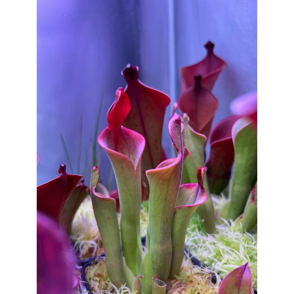 帕瓦太陽瓶子草H. parva clone 08/02 AW-細節圖2