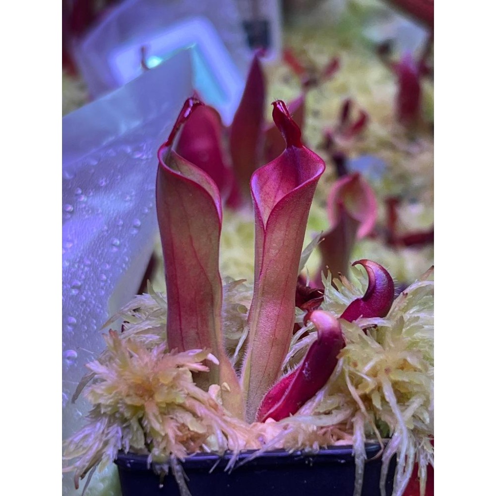 帕瓦太陽瓶子草H. parva clone 08/02 AW-細節圖3