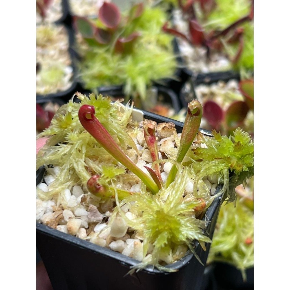 帕瓦太陽瓶子草H. parva clone 08/02 AW-細節圖4