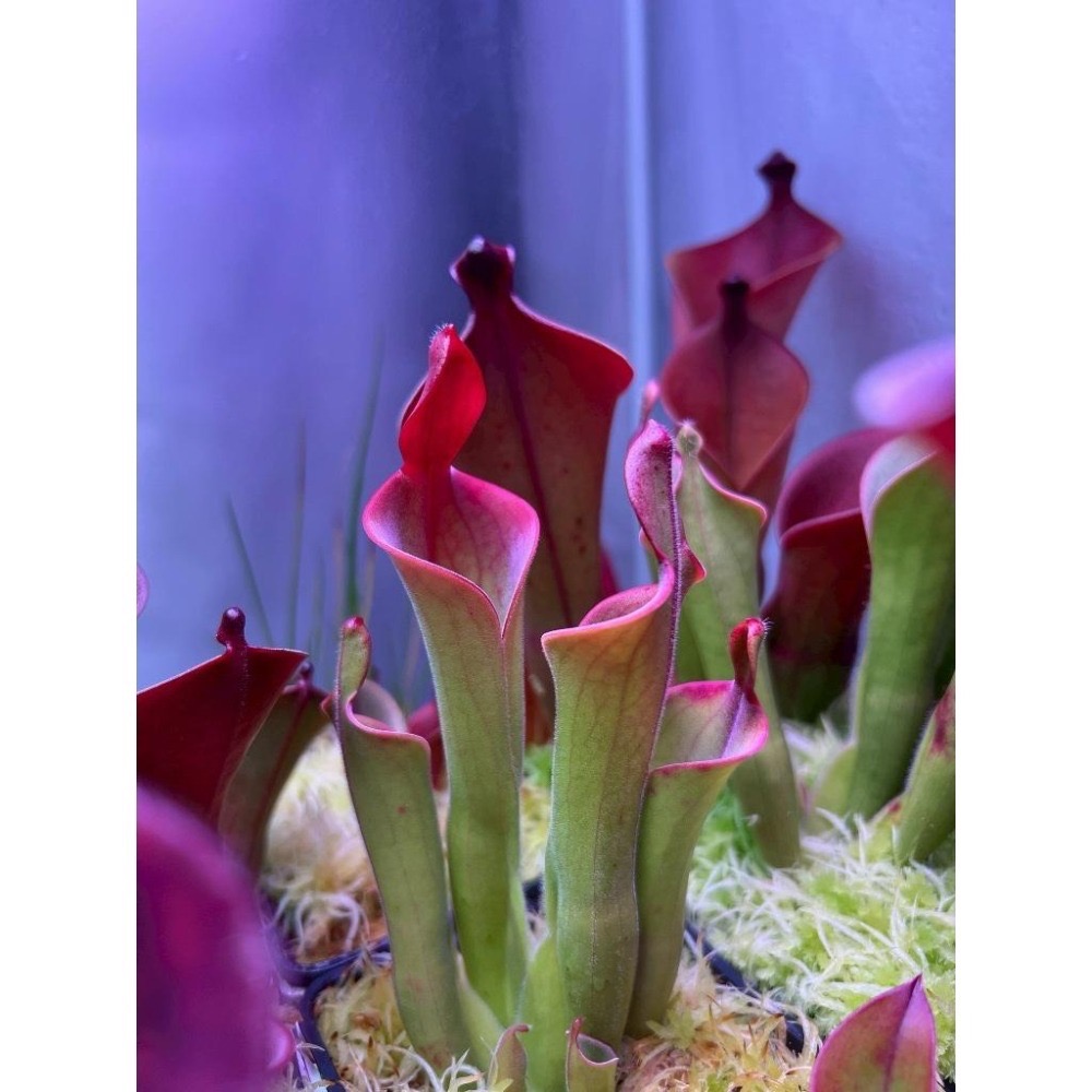 帕瓦太陽瓶子草H. parva clone 08/02 AW-細節圖2