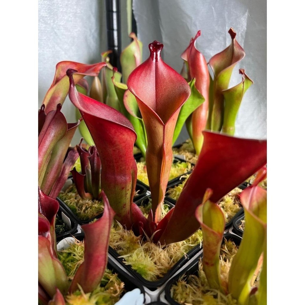 另解x艾俄納西太陽瓶子草H. heterodoxa x ionasi BCP-細節圖2