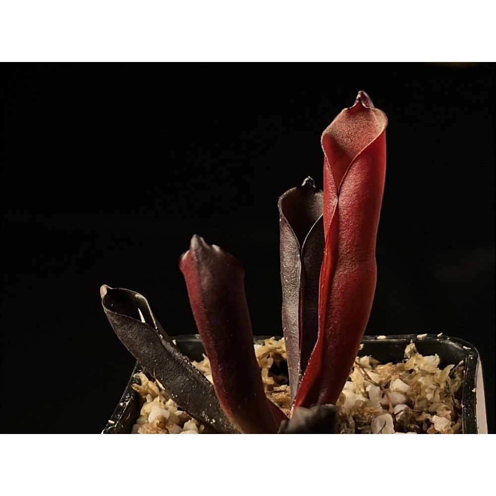 紫瓶太陽瓶子草H. purpurascens (Ptari Tepui) BCP-細節圖2