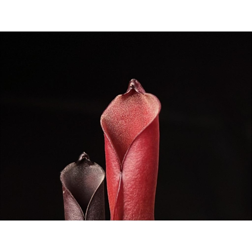 紫瓶太陽瓶子草H. purpurascens (Ptari Tepui) BCP-細節圖3