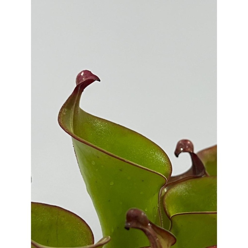 鷹鉤交艾俄那西太陽瓶子草H. uncinata(big) x ionasi (Red Giant) AW